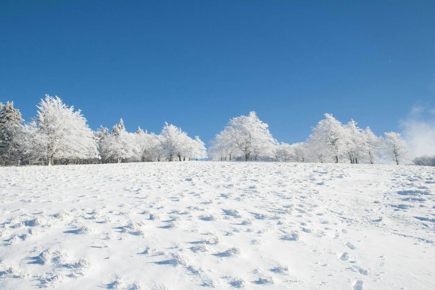 A snow-covered field with frosted trees, original SDR exposure